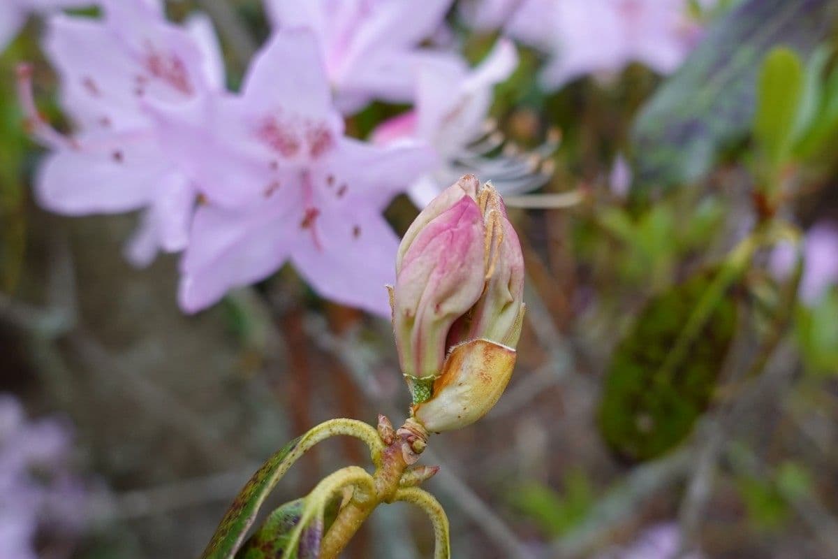 Rododendro 24