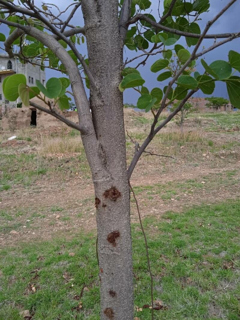 Bauhinia purpurea 21