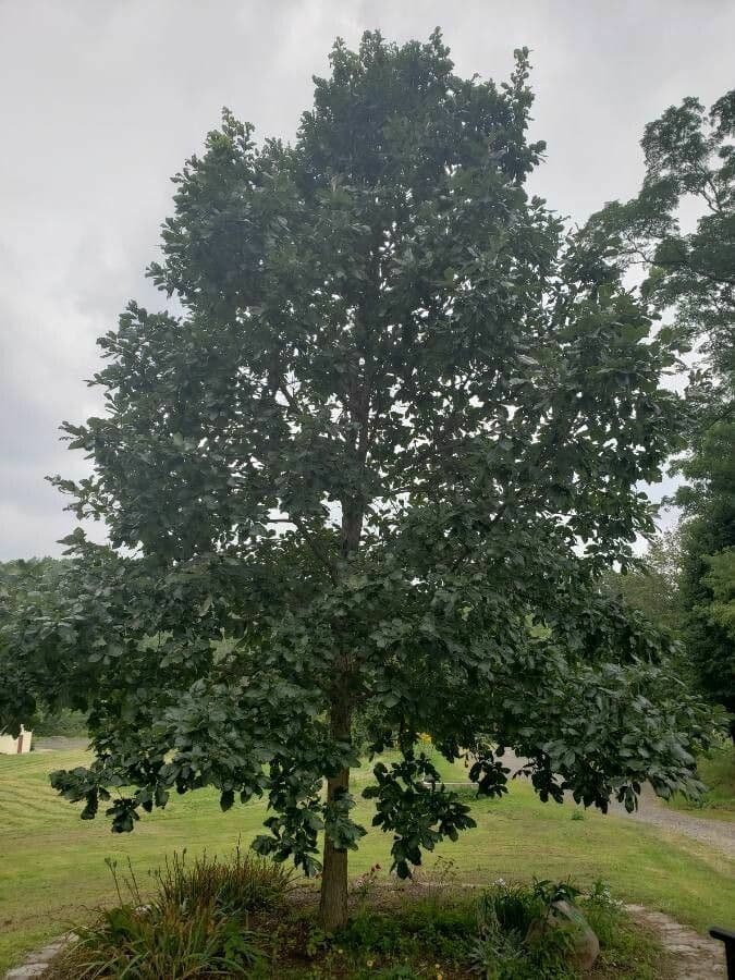 Dub bahenní 9