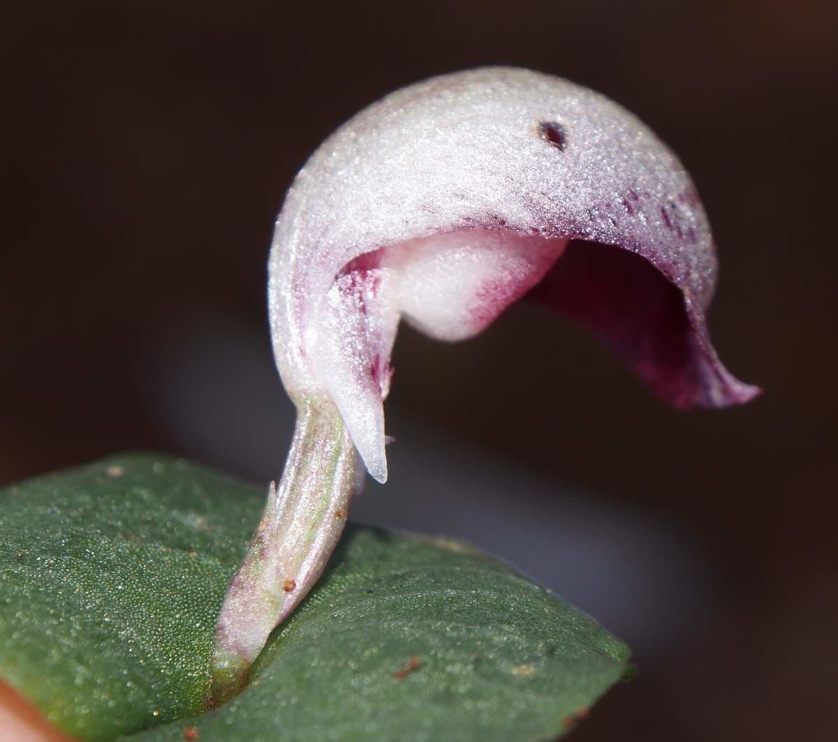 Corybas 4