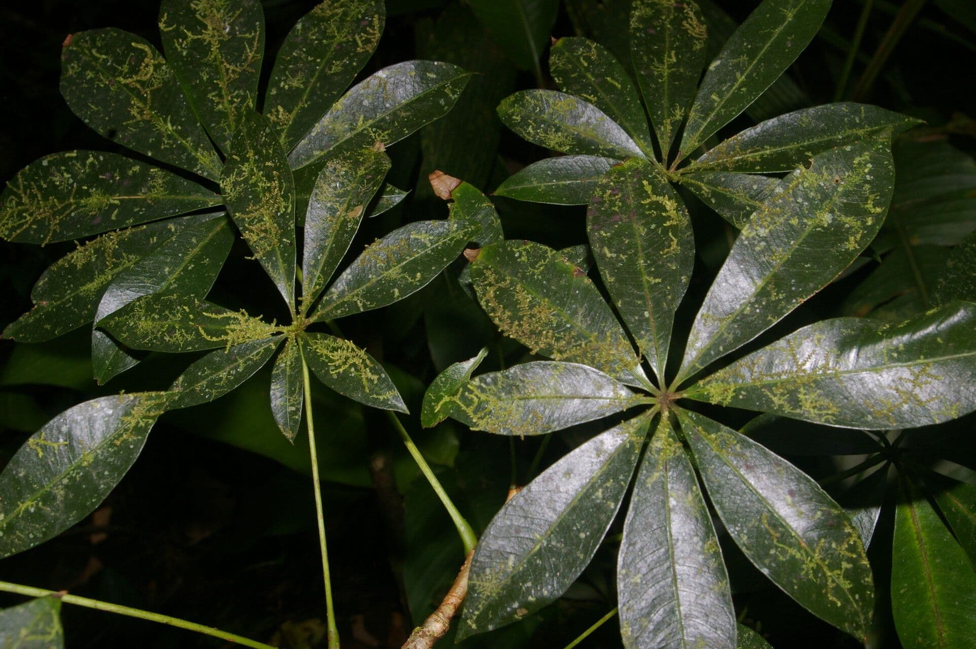 Spirotheca 13
