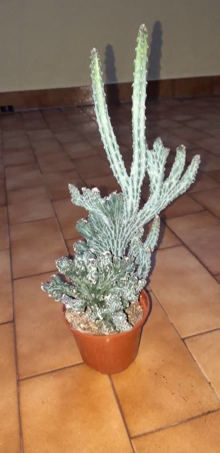 Cactus 4