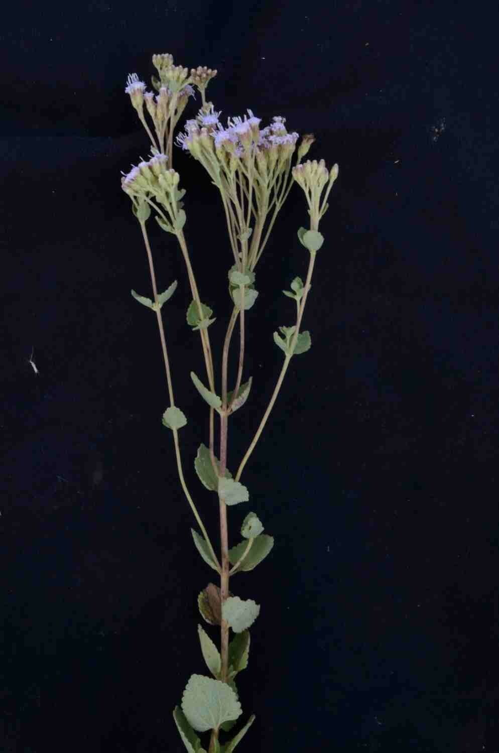 Chromolaena 5