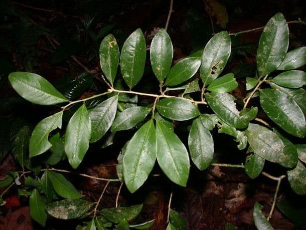 Erythroxylum 11