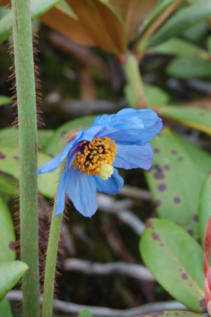 Meconopsis 5
