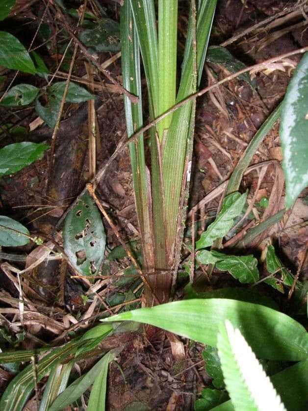 Zigolo 6