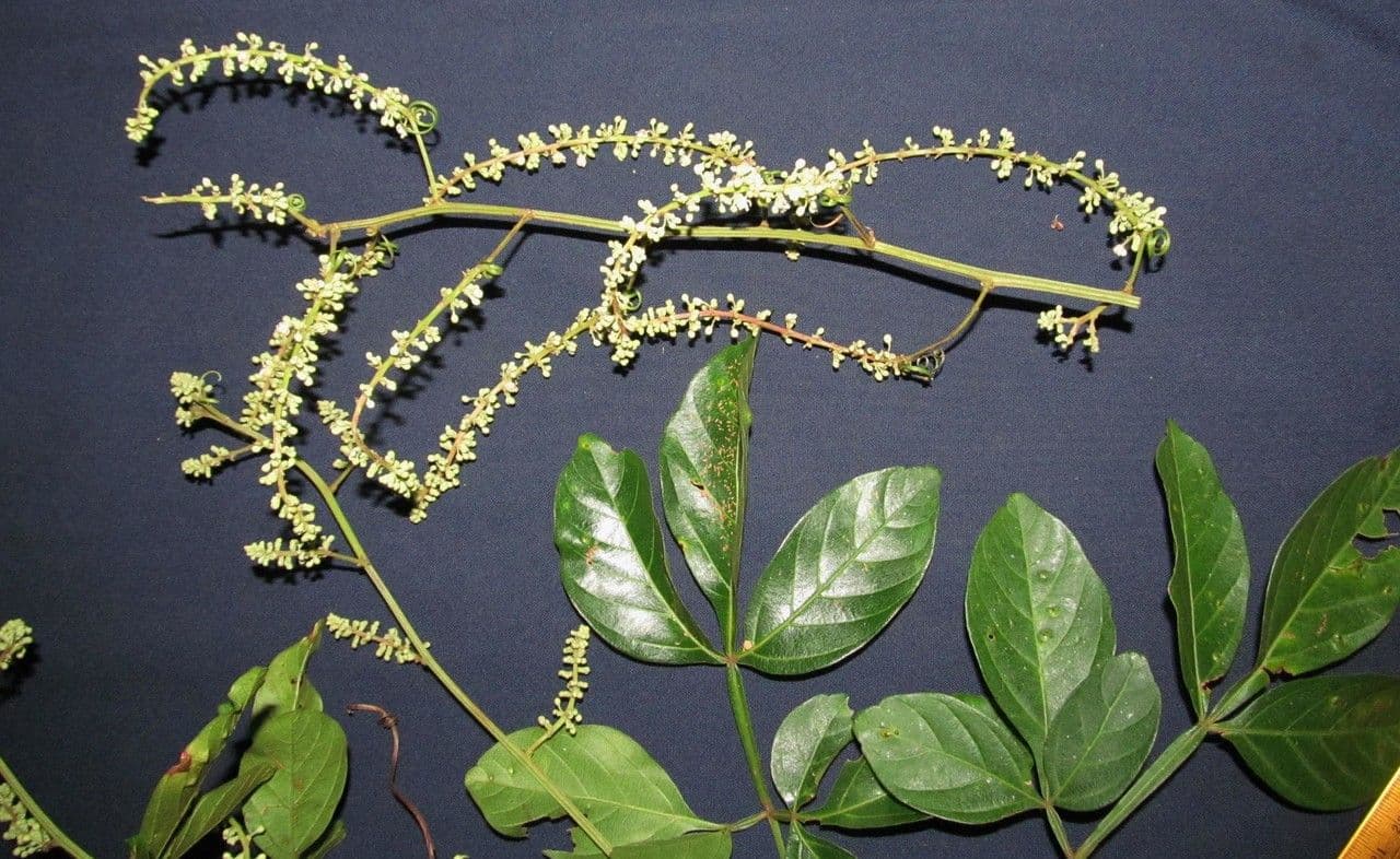 Serjania 8