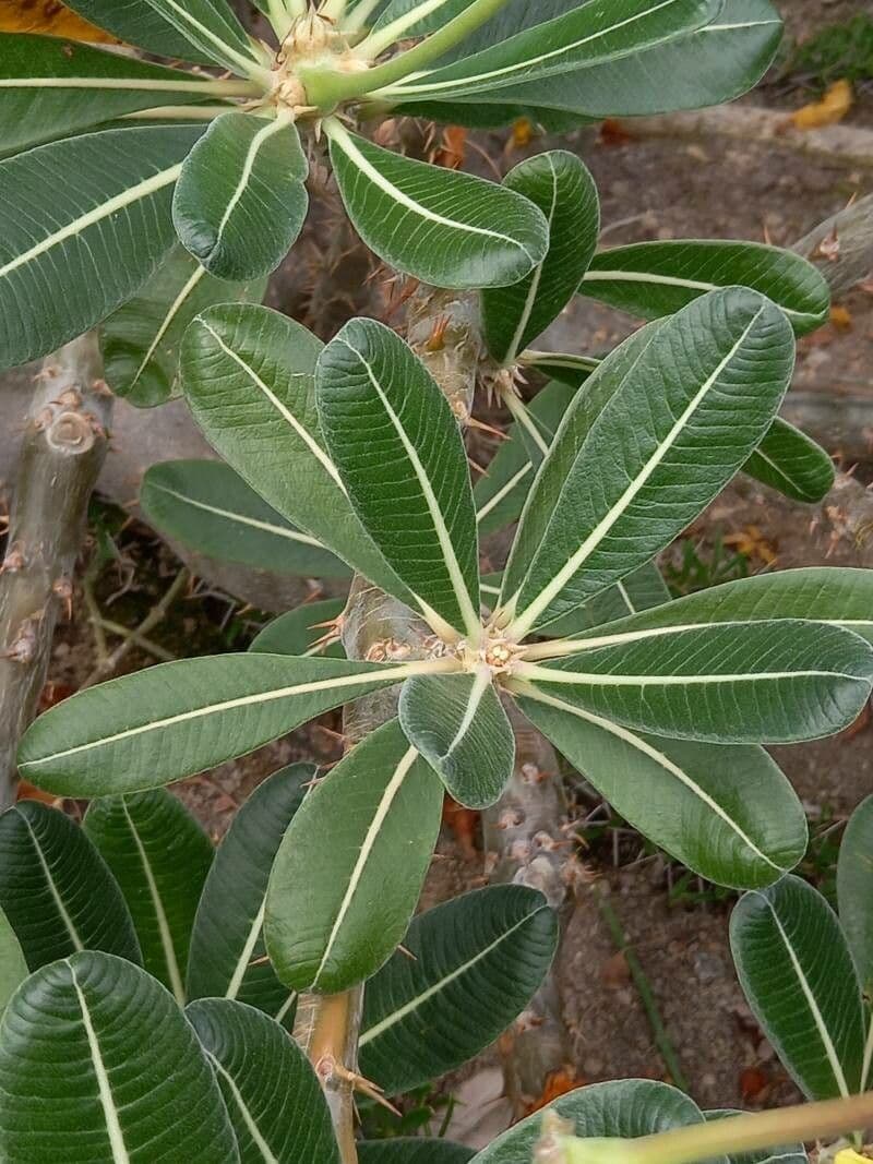 Pachypodium 12
