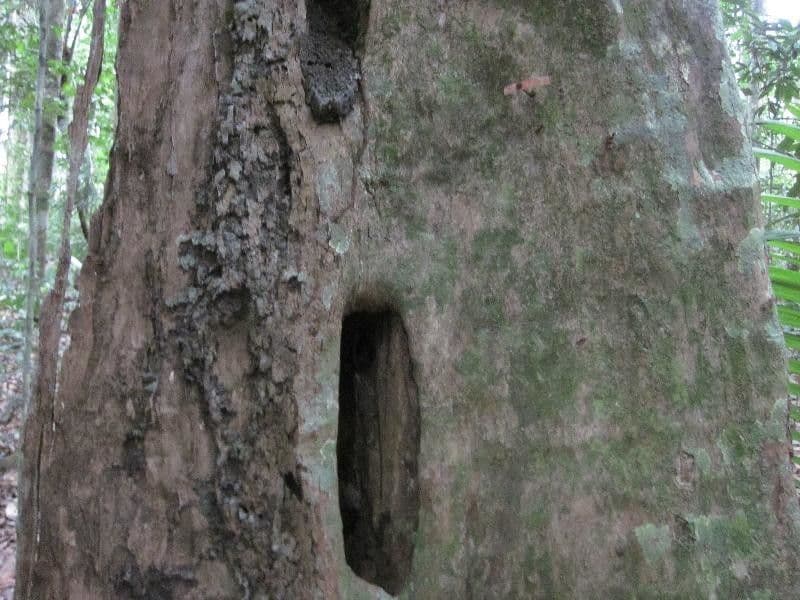Minquartia guianensis 14