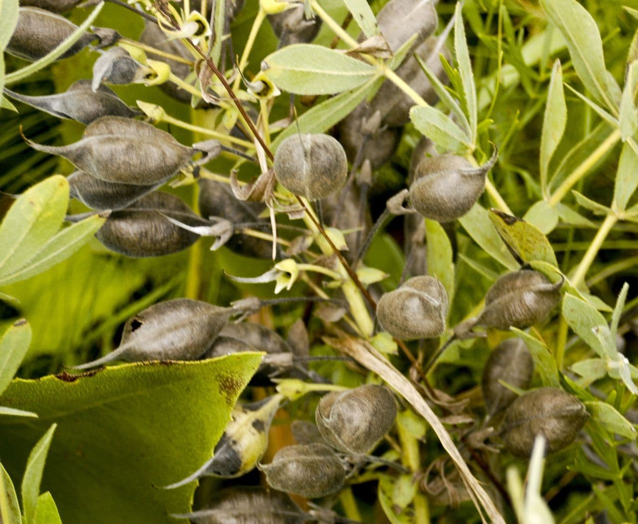 Baptisia bracteata