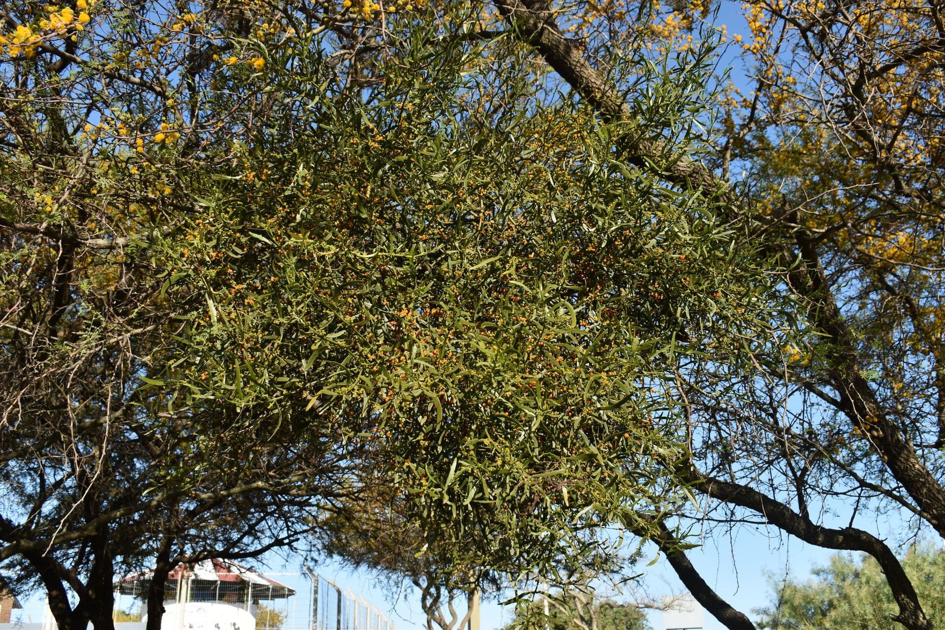 Phoradendron 8