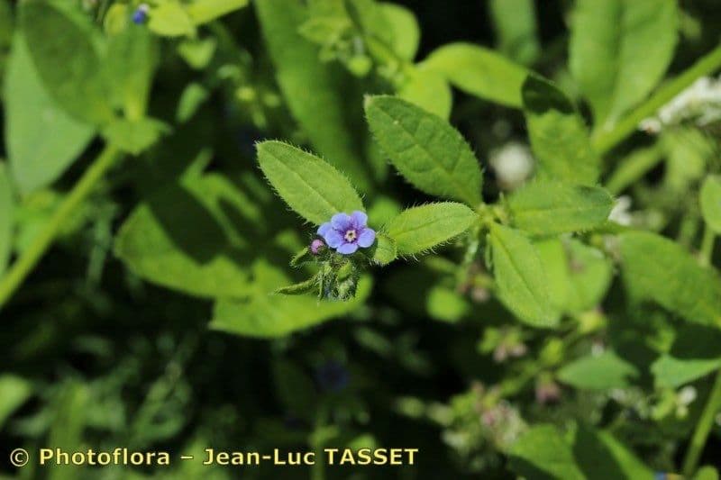 Lappola aspera 26