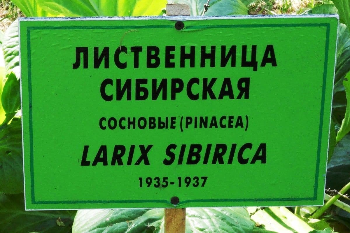 Modřín sibiřský 10