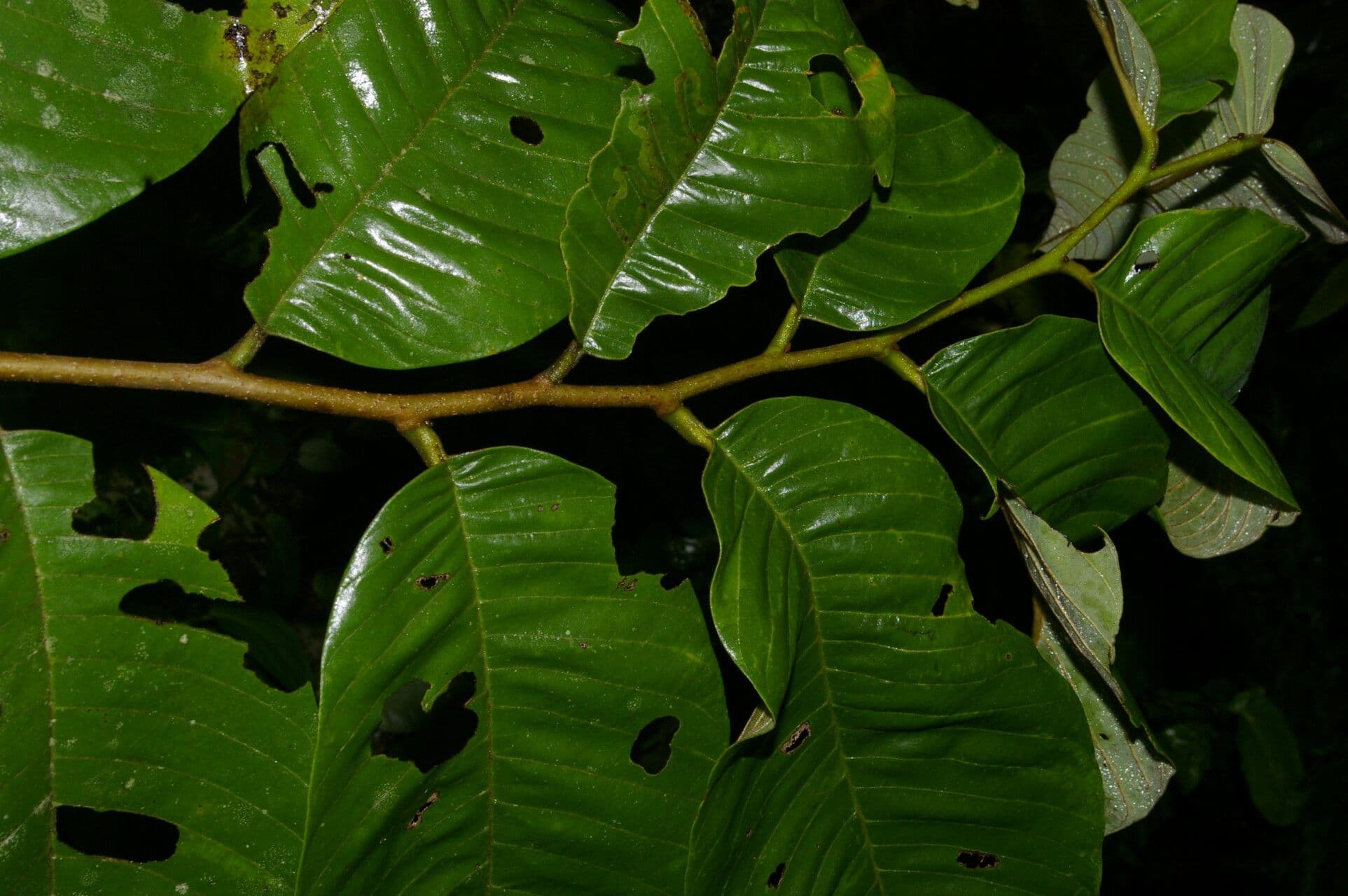 Annona 3