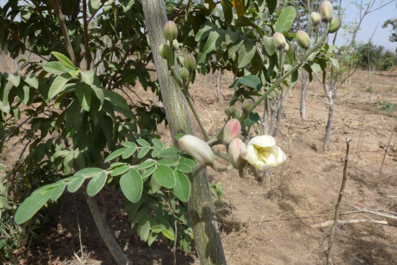 Moringa 26