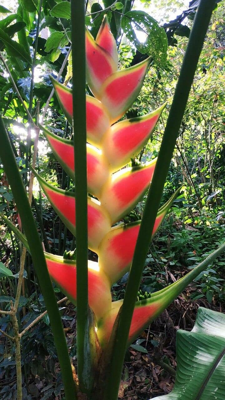 Geldblume 20