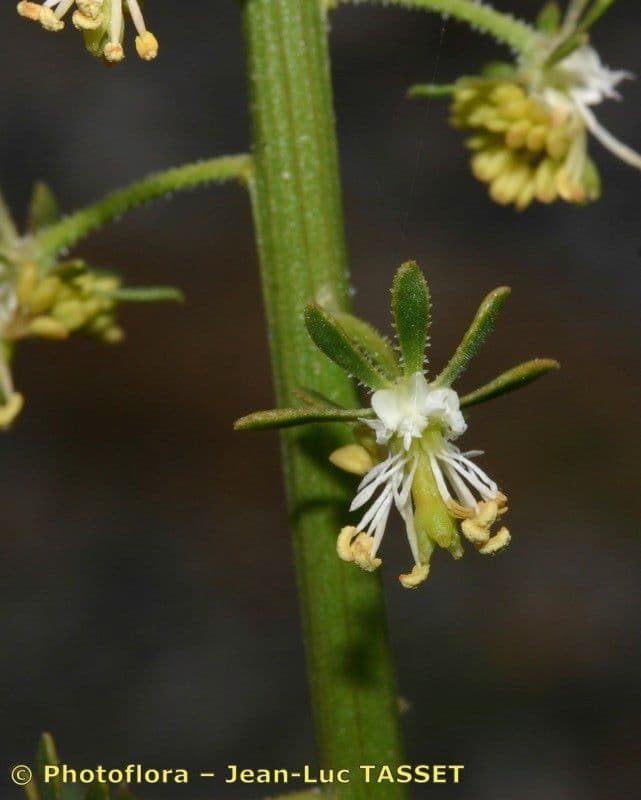Reseda 5