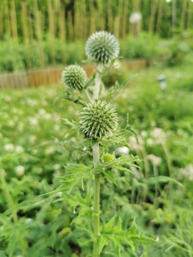 Great globe thistle 29