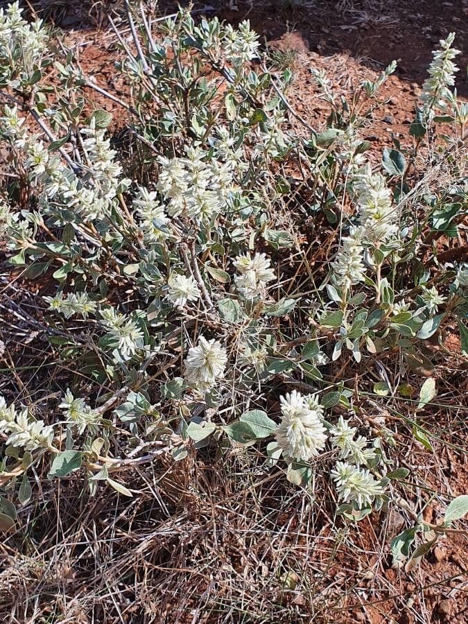 Sericocomopsis 5