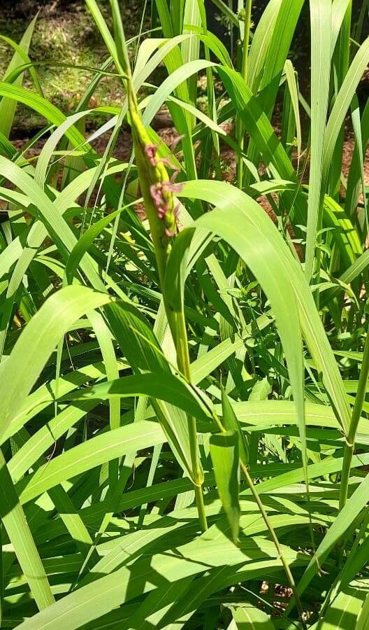 Tripsacum dactyloides 15