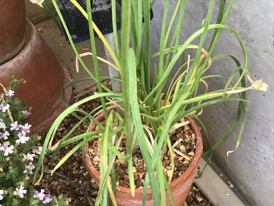 Sternknoblauch 7