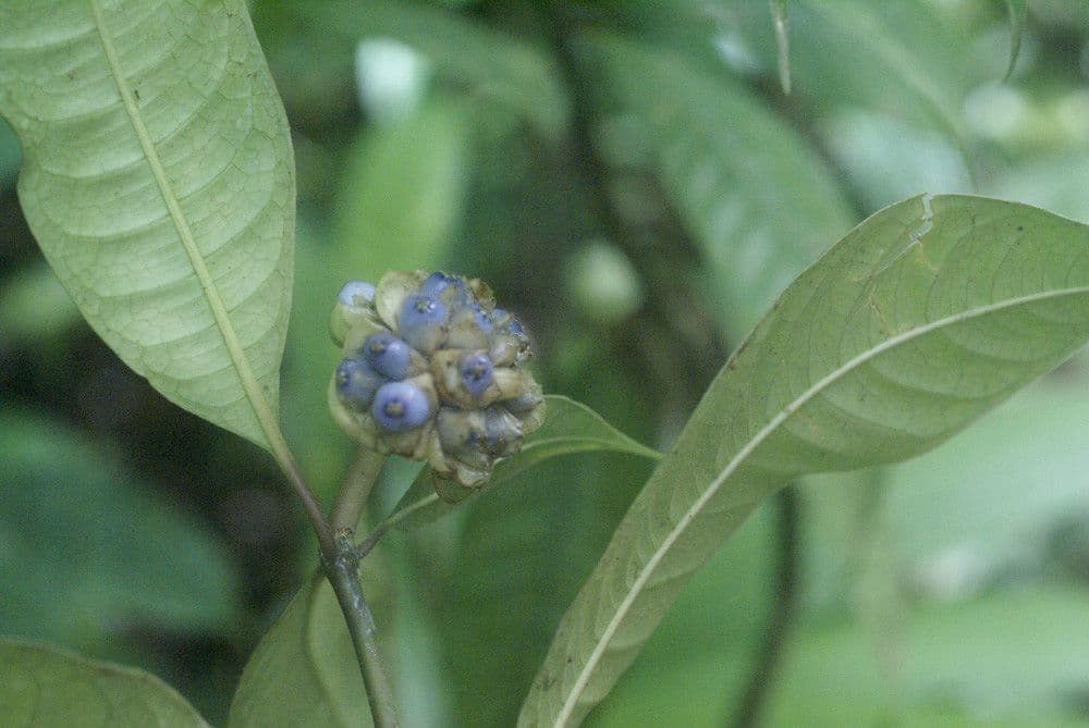 Psychotria 2