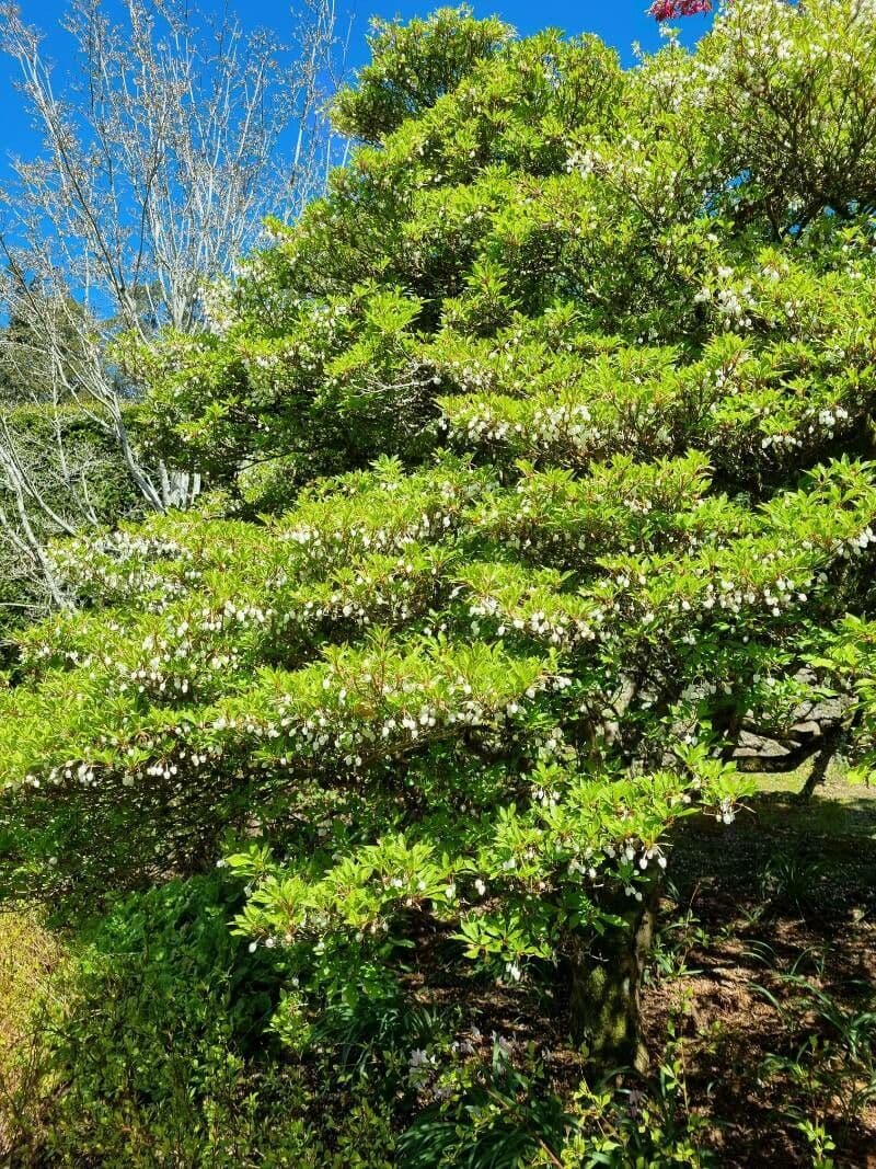 Enkianthus blanco 6