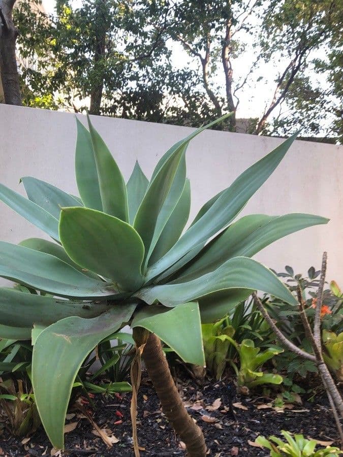 Agave lanuginosa 23