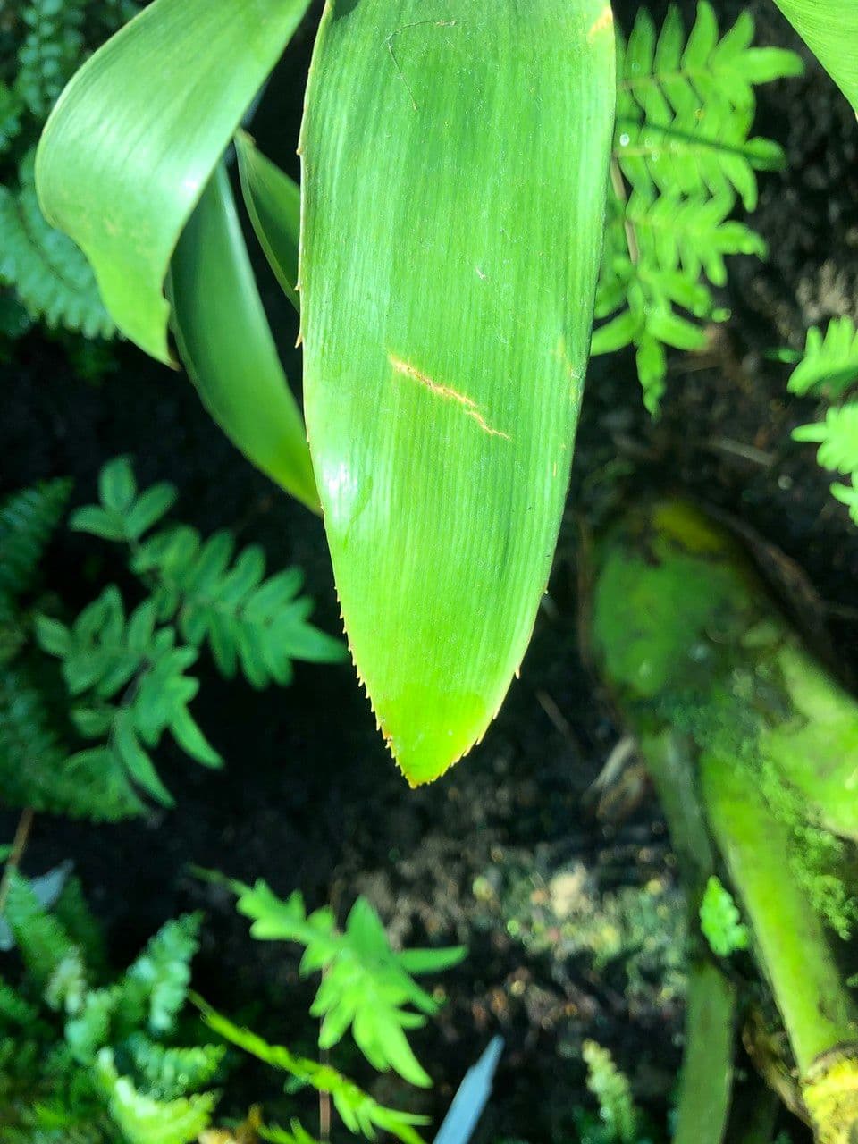 Zamia 7