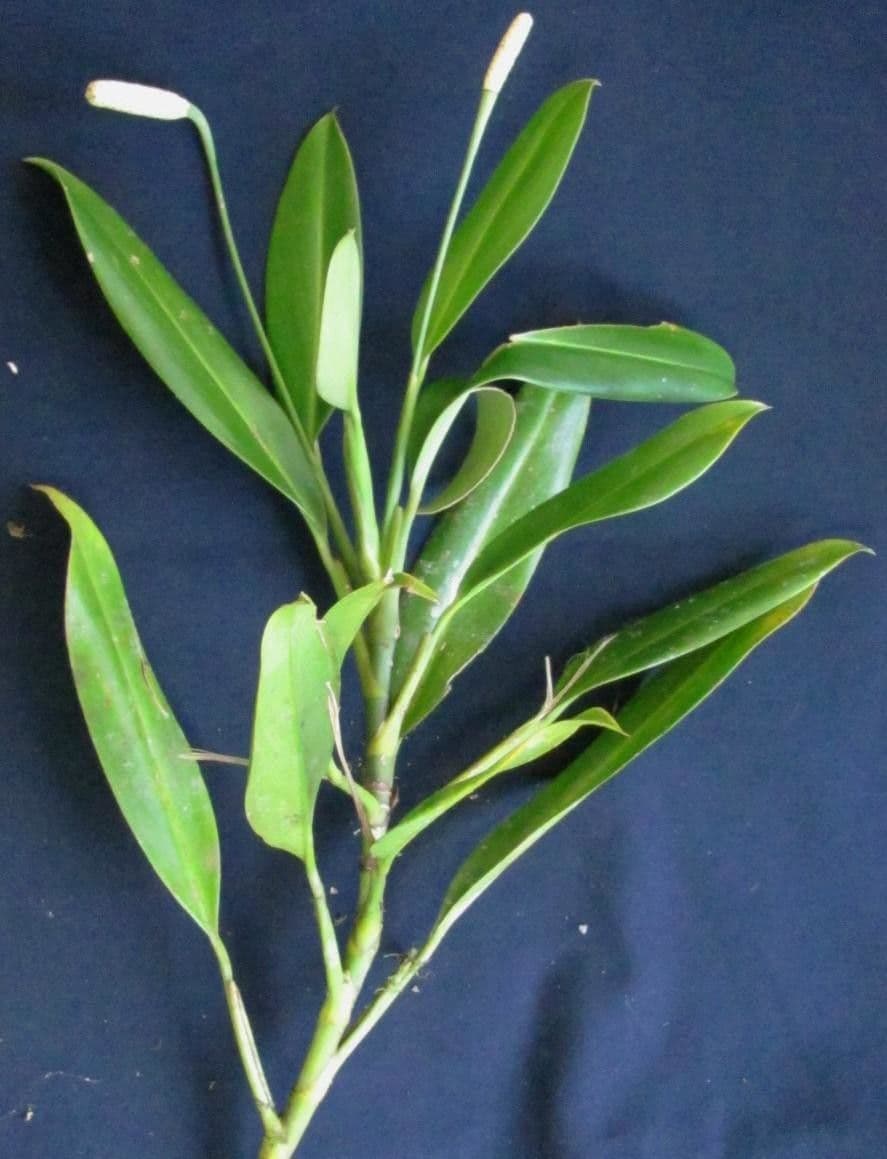 Stenospermation angustifolium