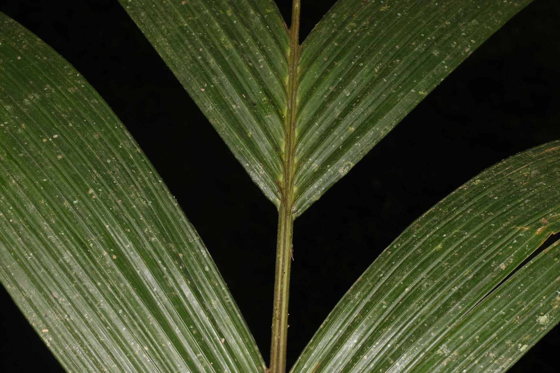 Calyptrogyne 2