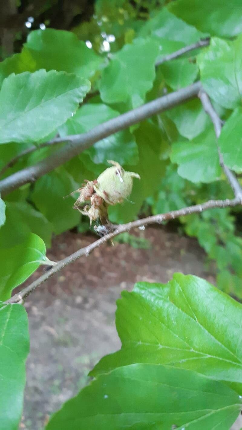 Jacquemonts Parrotiopsis