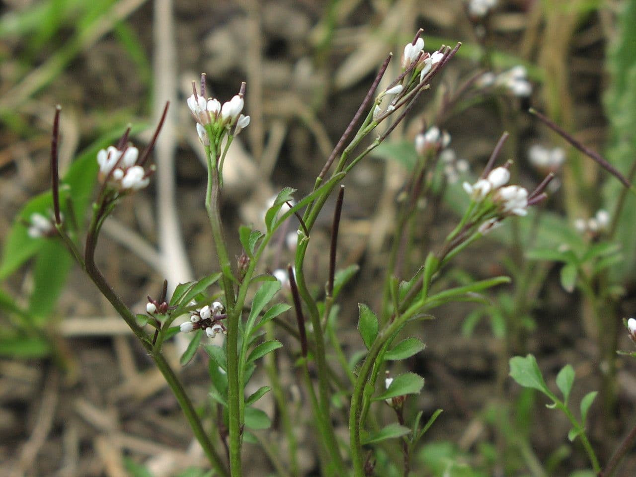 Billeri impatiens 28