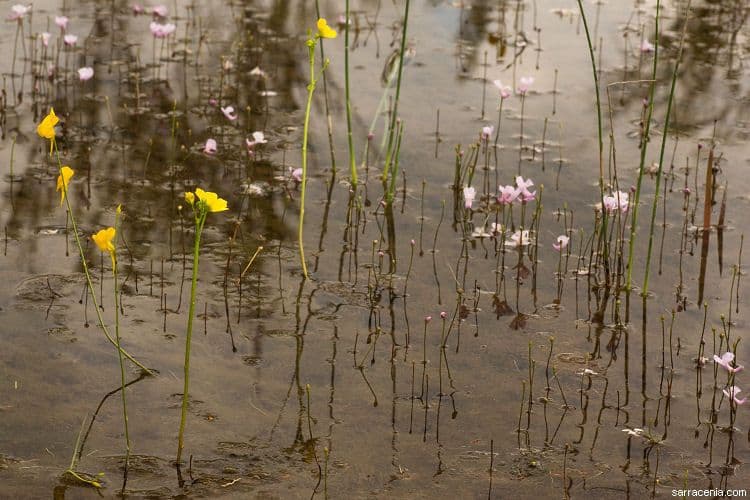 Utricularia 7
