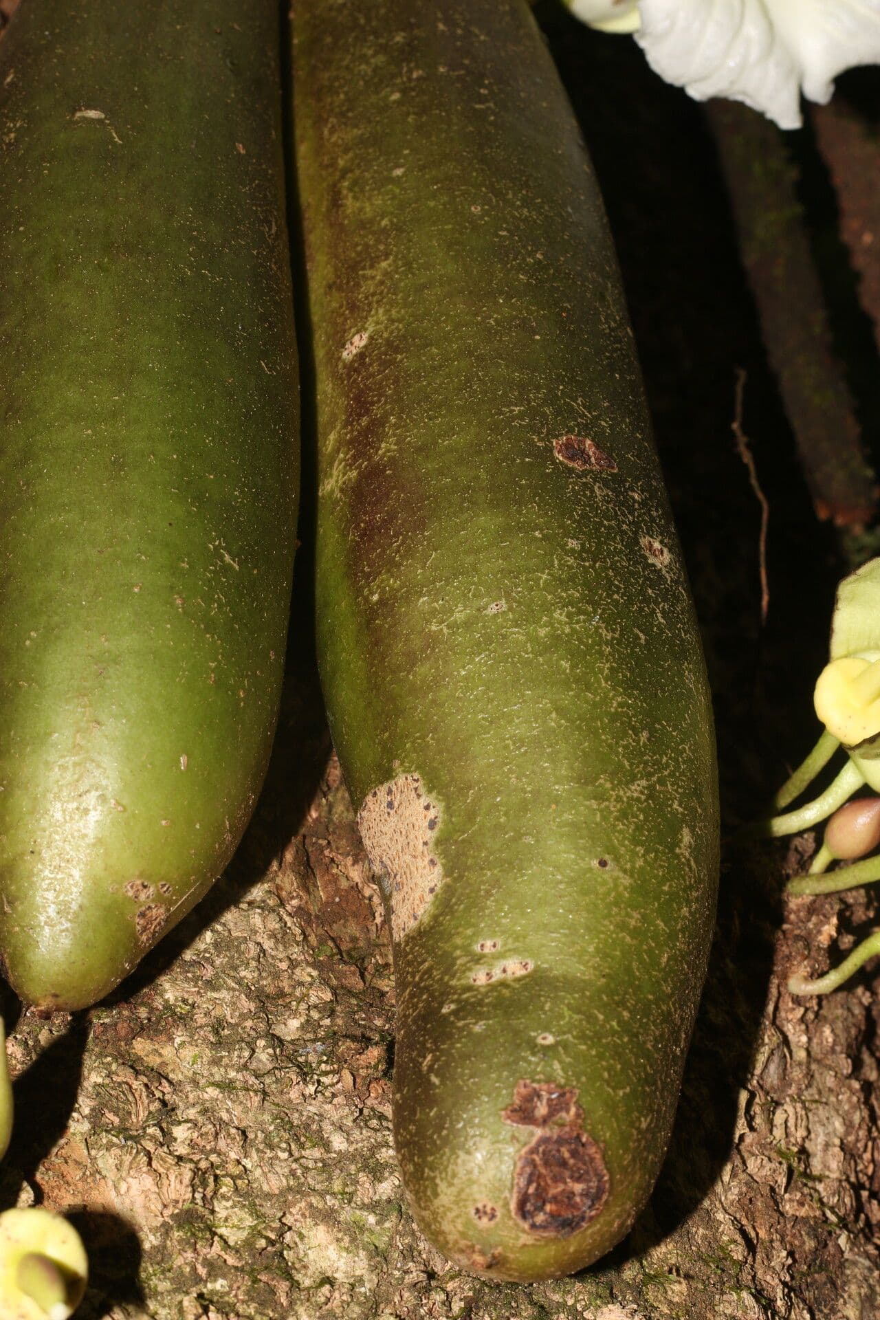Parmentiera 19