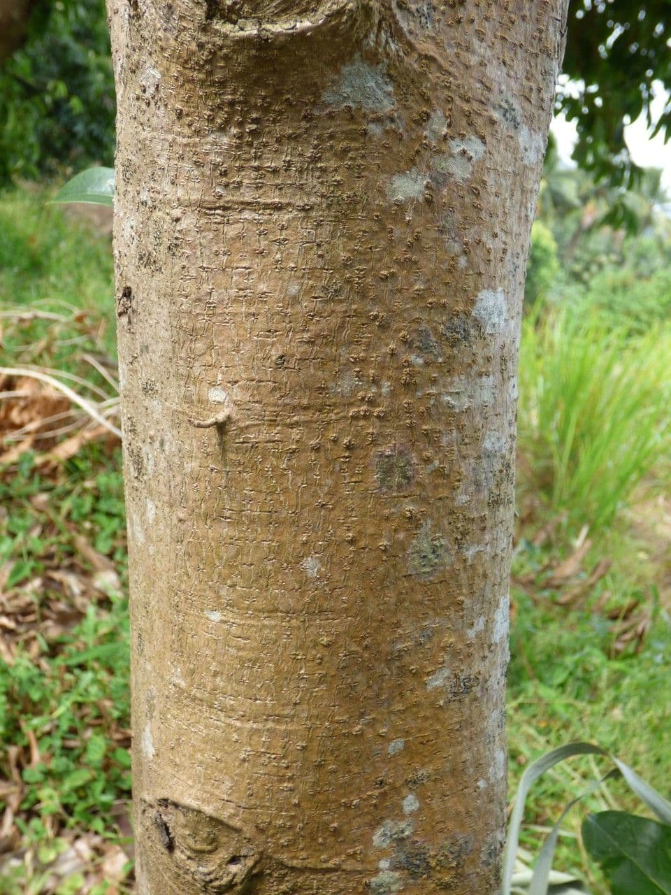 Graviola 23