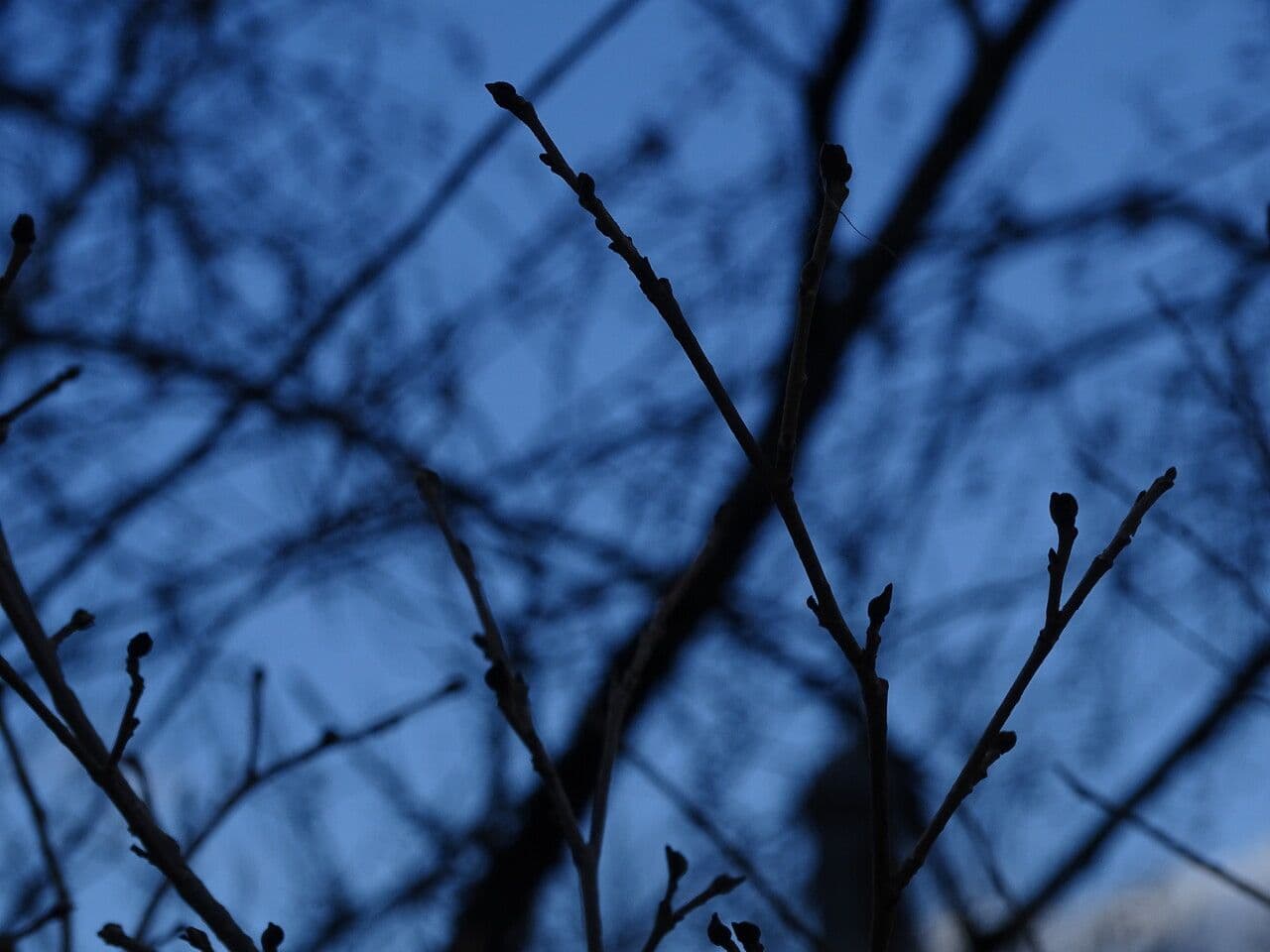 Jacquemonts Parrotiopsis 15