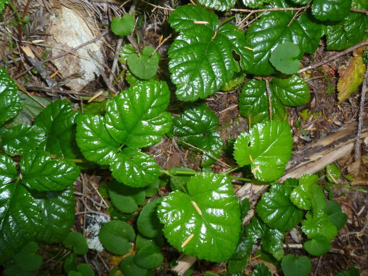 Rovo 6