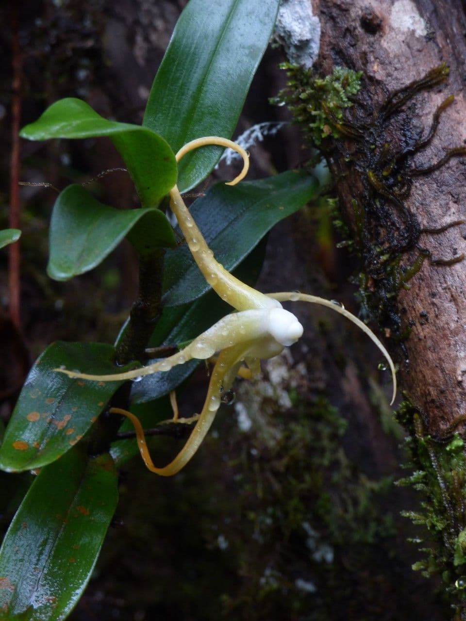 Angraecum 4