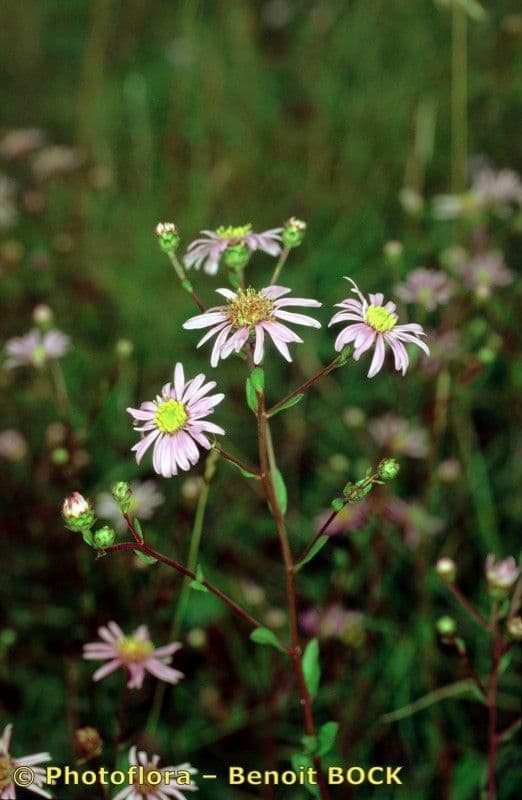 Aster gawędka 23