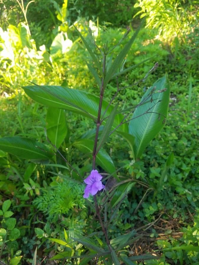 Ruellia simplex 26
