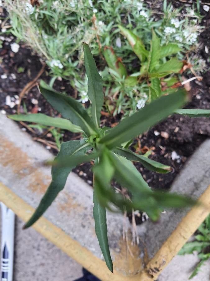 Penstemon barbato 14