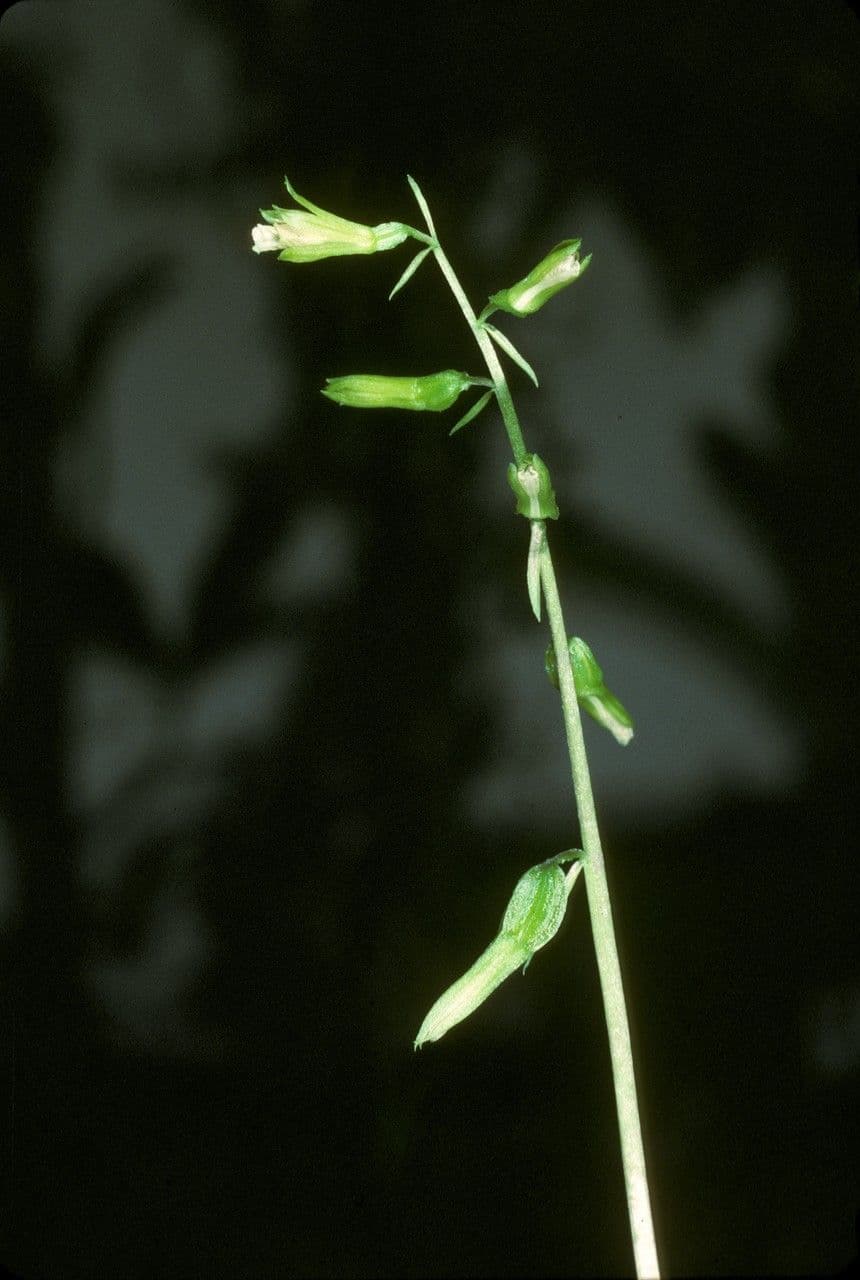 Nervilia