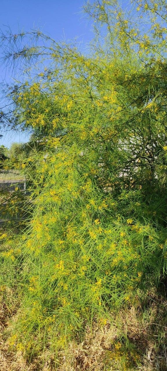 Parkinsonia 12