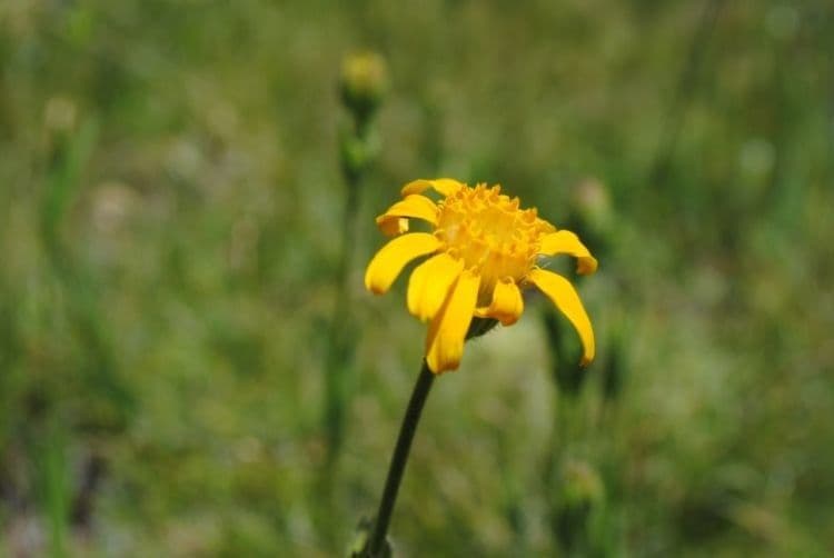 Arnica gemela 3