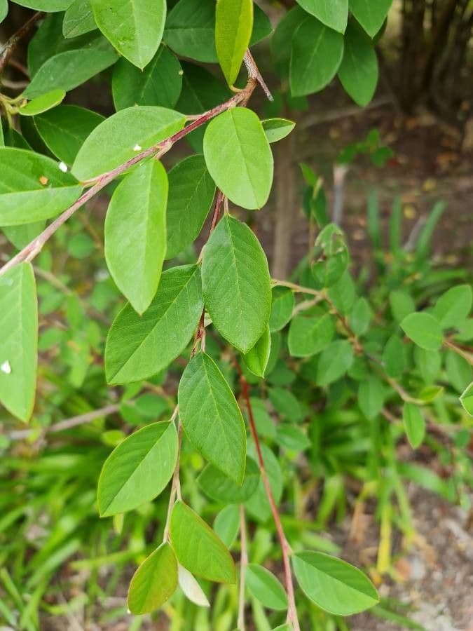 Cotoneaster 19
