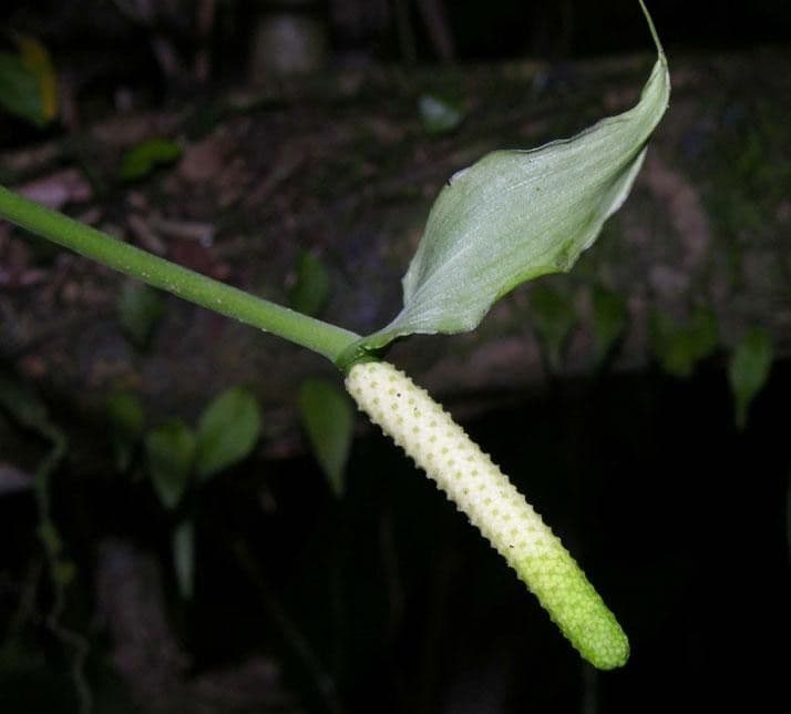 Aroidea 8