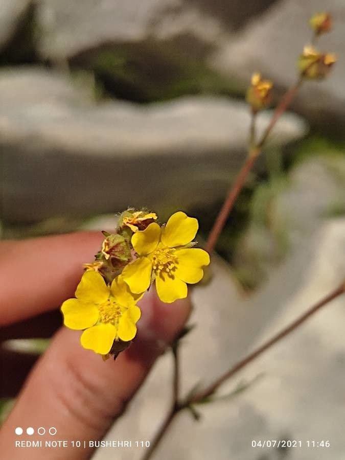 Potentilla multifida 4
