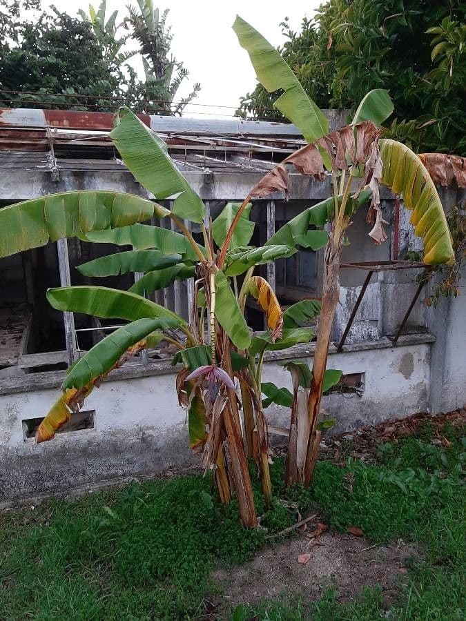 Bananovník“, “ 15