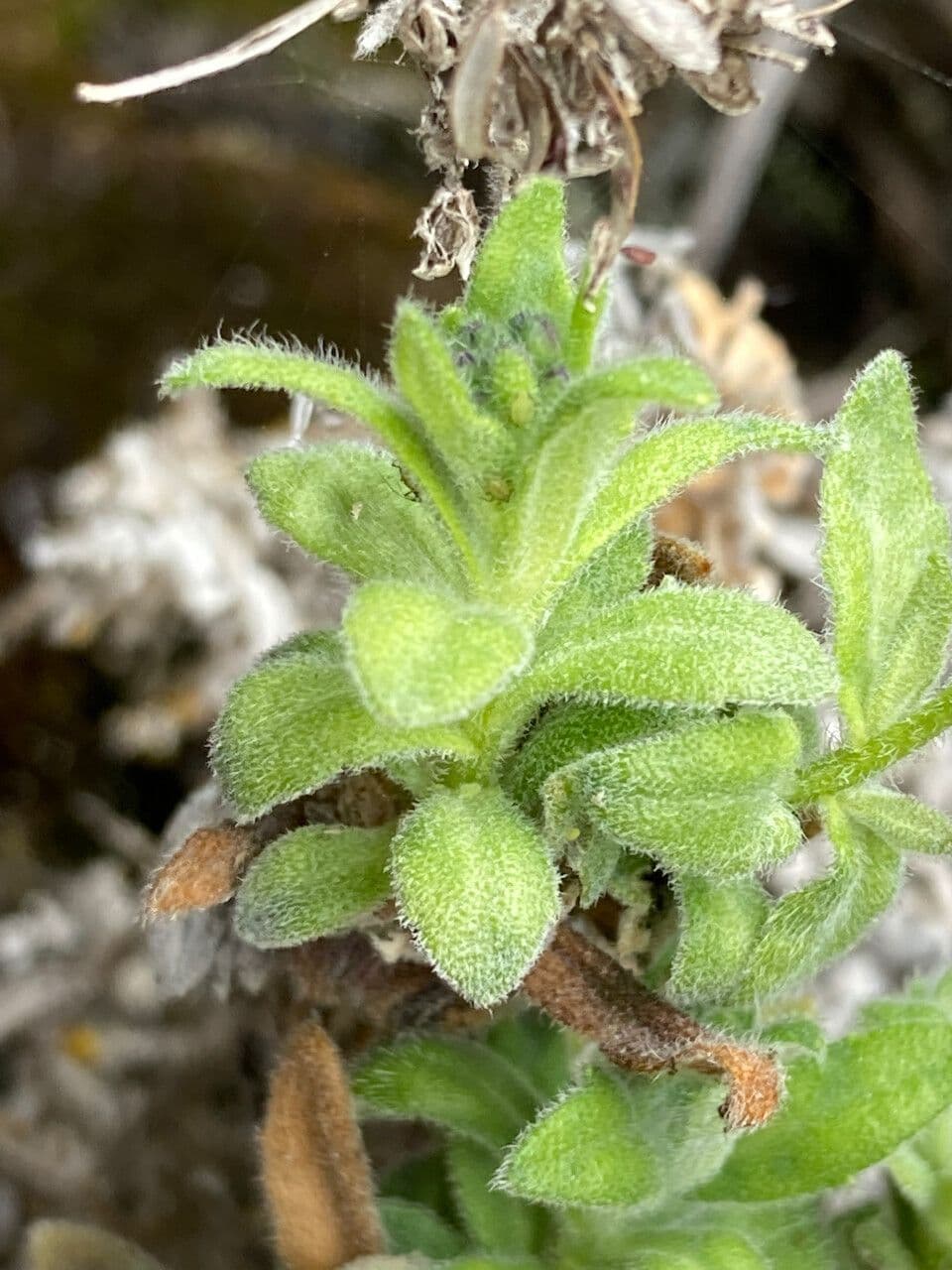 Draba 17